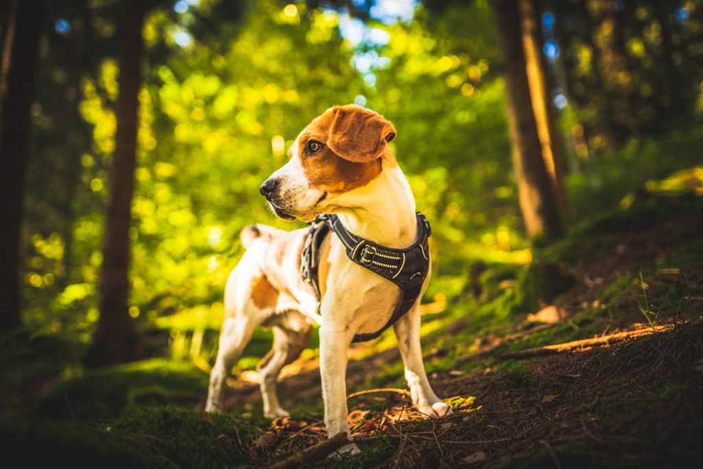 chien avec un harnais