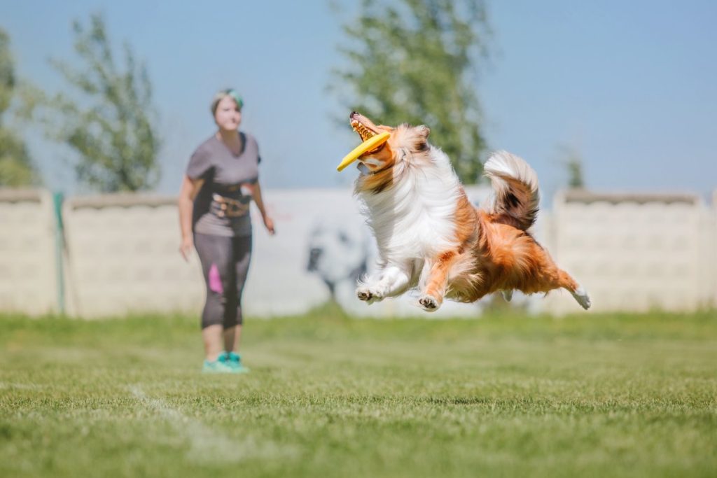chien et humain jouent ensemble