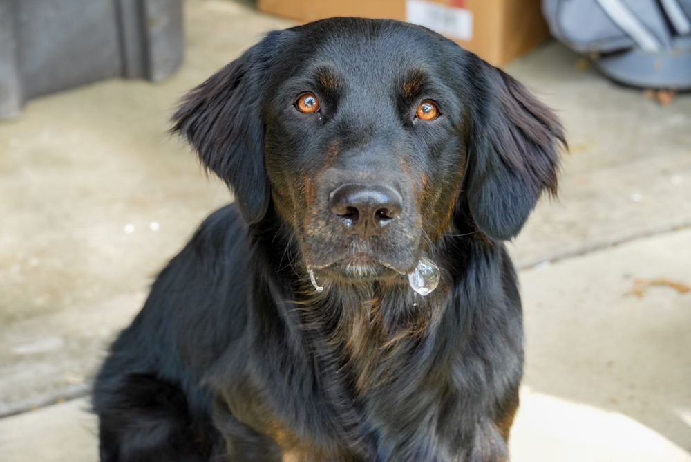 bulle de salive d'un chien