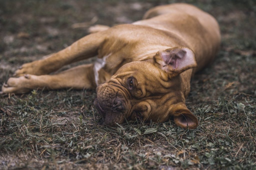 chien couché fatigue