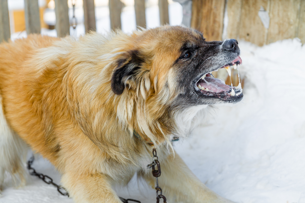 chien enragé