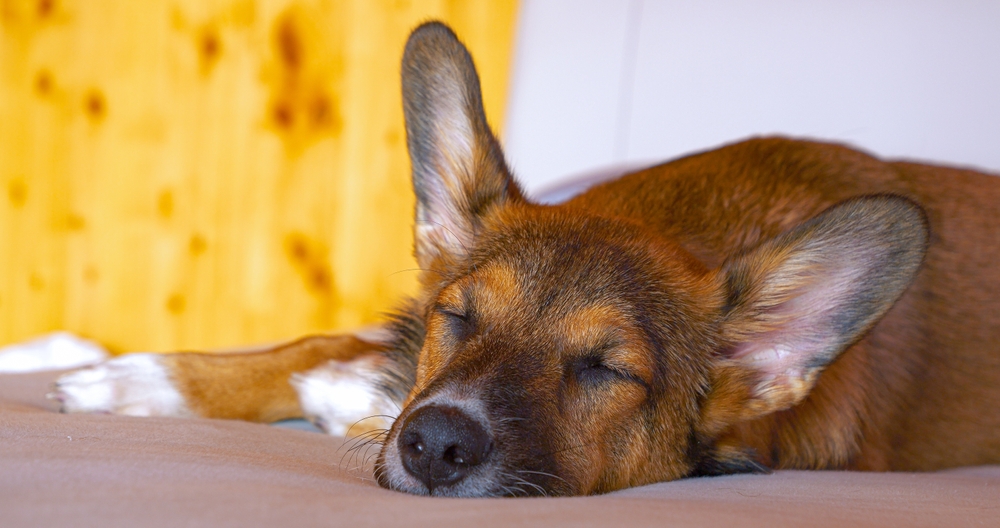 chien fatigué après une promenade