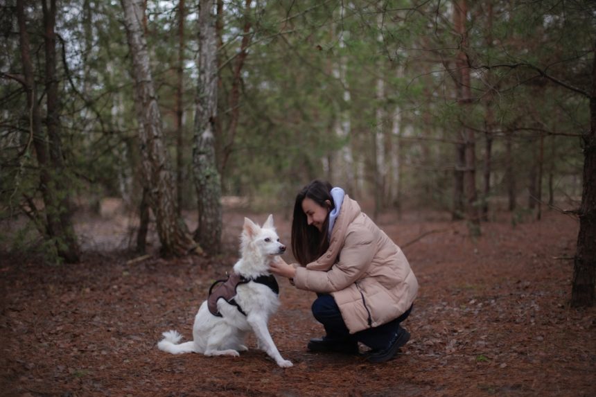 attacher harnais du chien