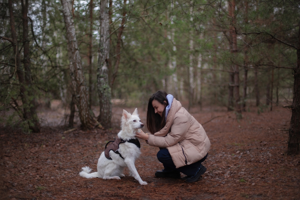 attacher harnais du chien