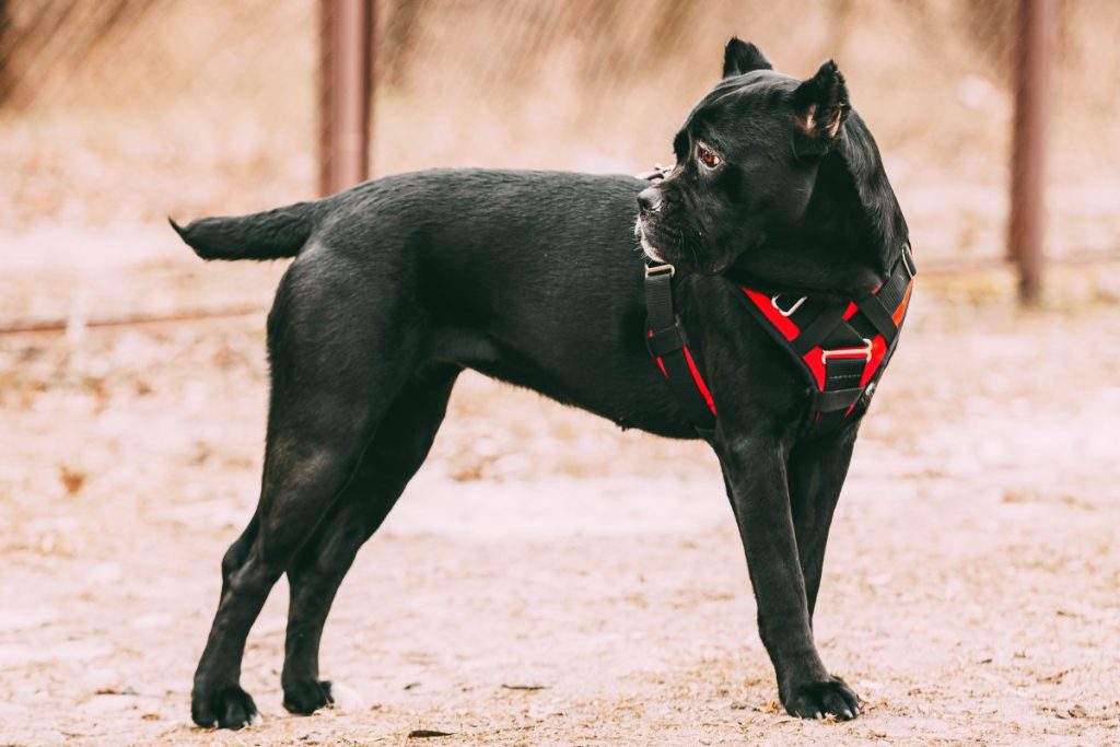 chien porte un harnais ajusté