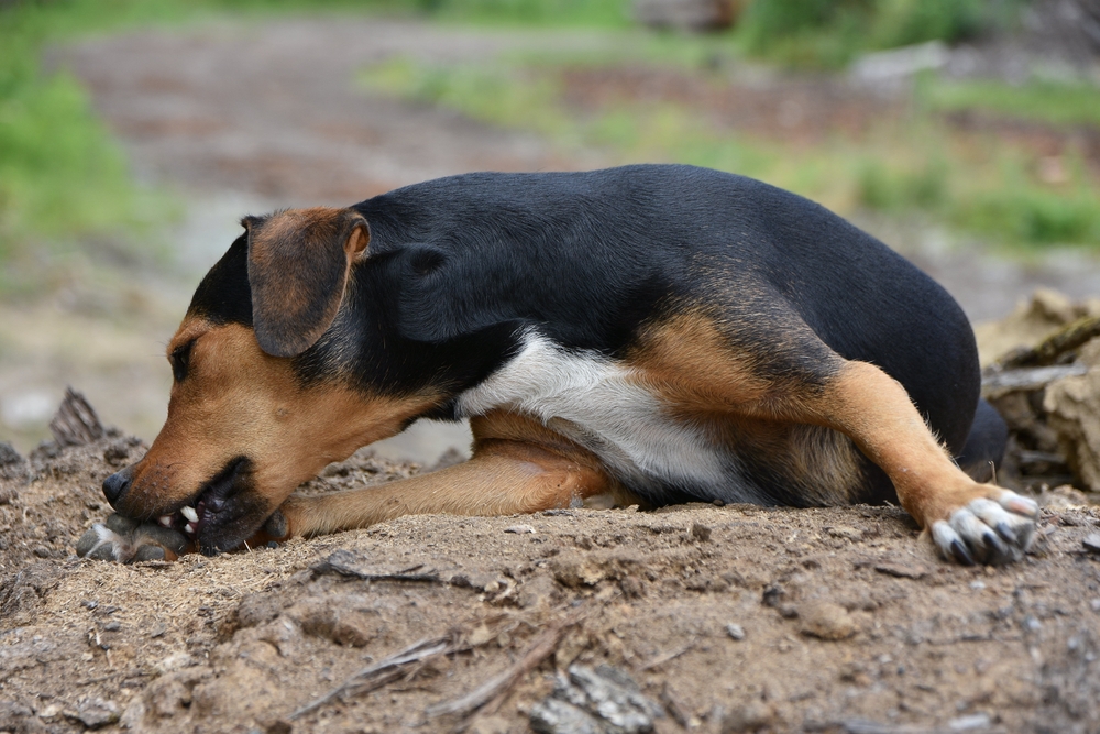 chien lèche patte démangeaisons