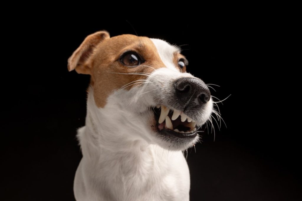 chien grogne pendant le jeu