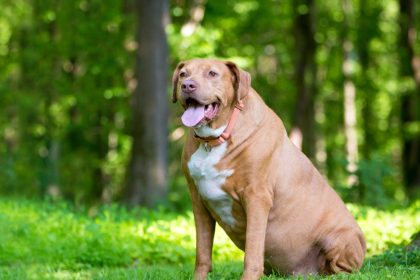 chien obèse
