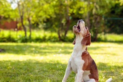 chien qui hurle comme un loup