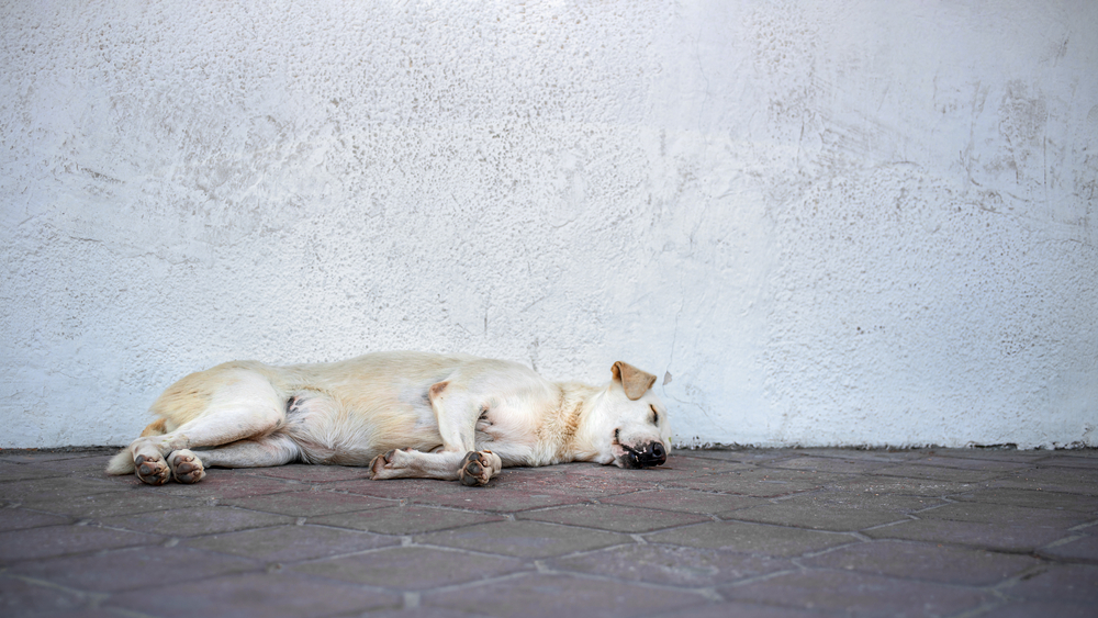 chien fatigué au repos