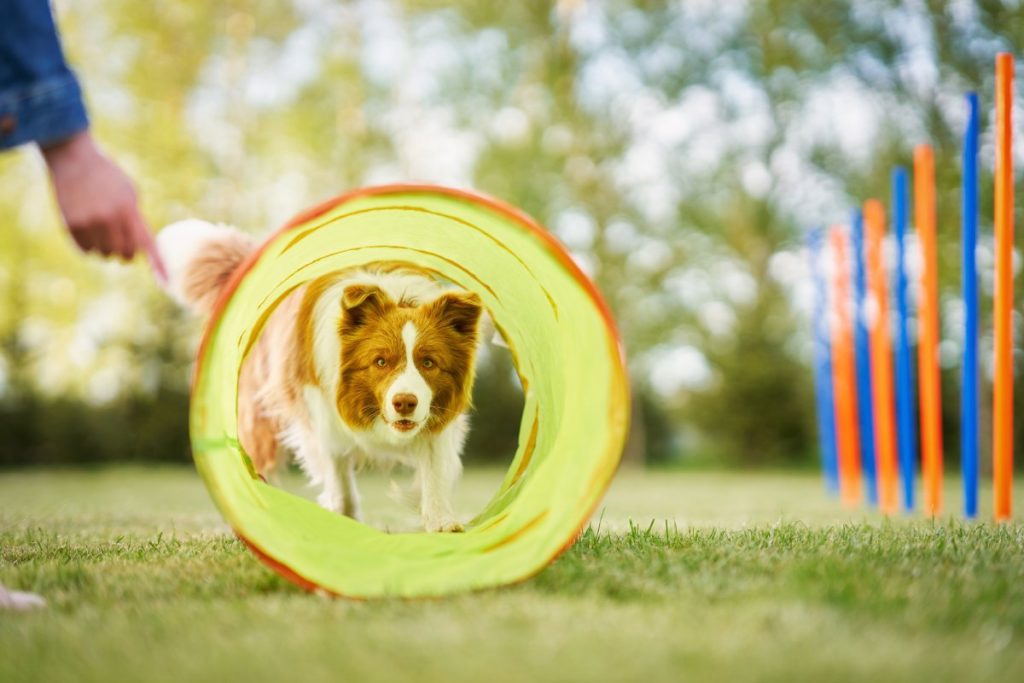 chien dans tunnel agility