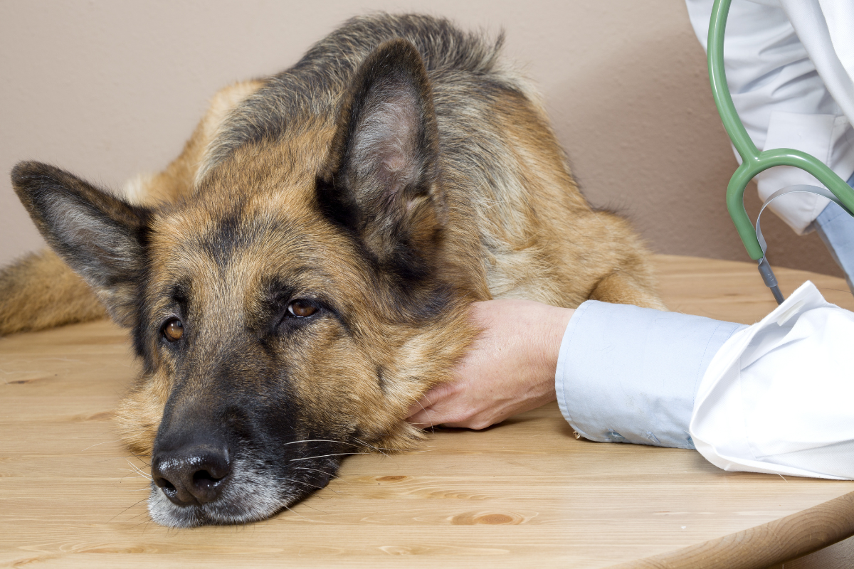 chien_berger_allemand_allonge_malade_ausculté_par_veterinaire