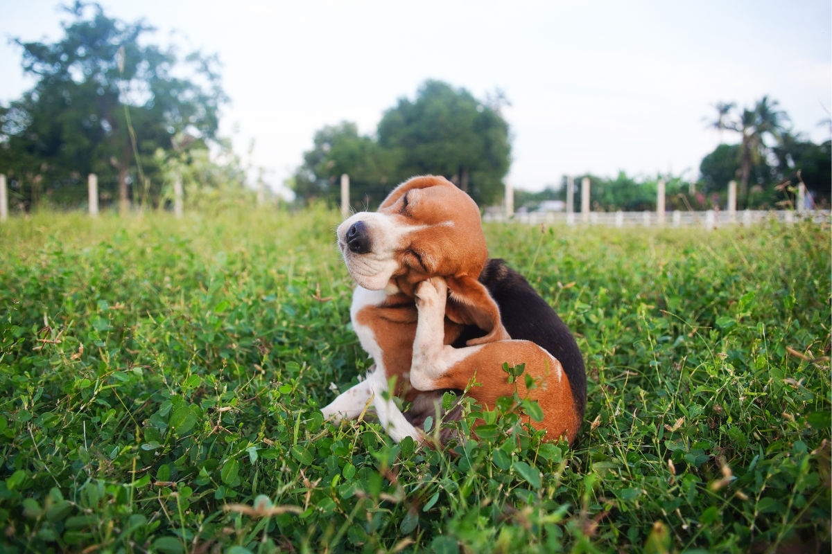 Chien race beagle qui se gratte