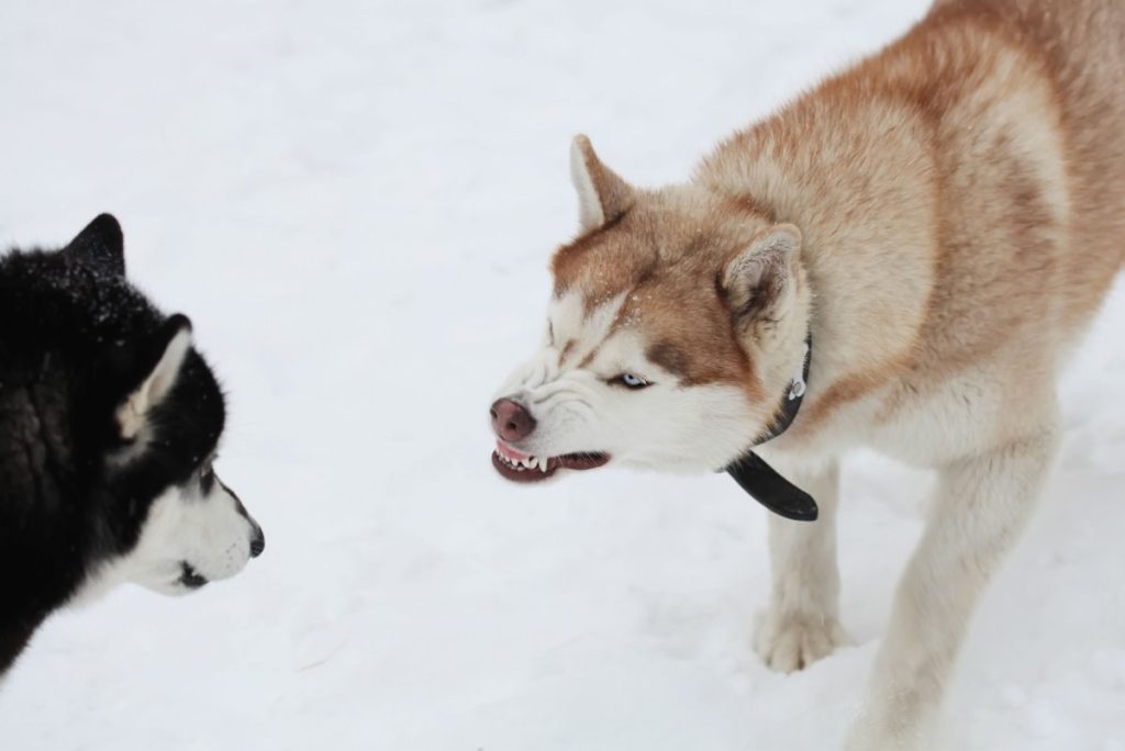 chiens grognements de mise en garde