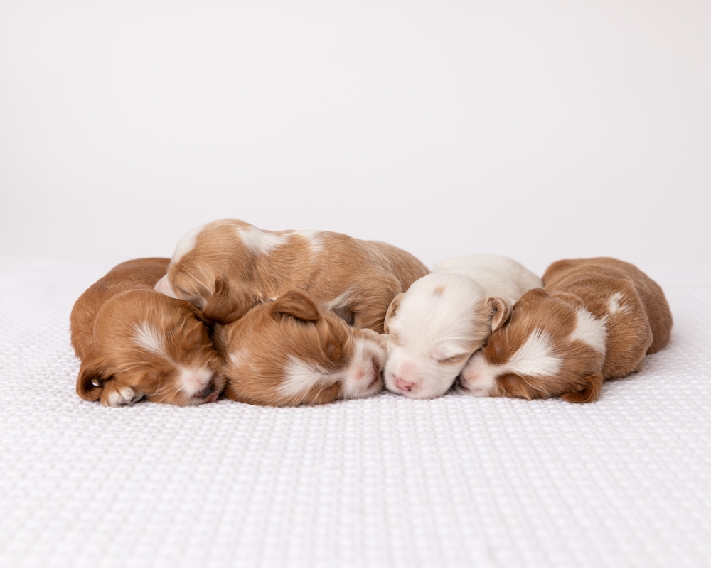 chiot dort 20 heures par jours