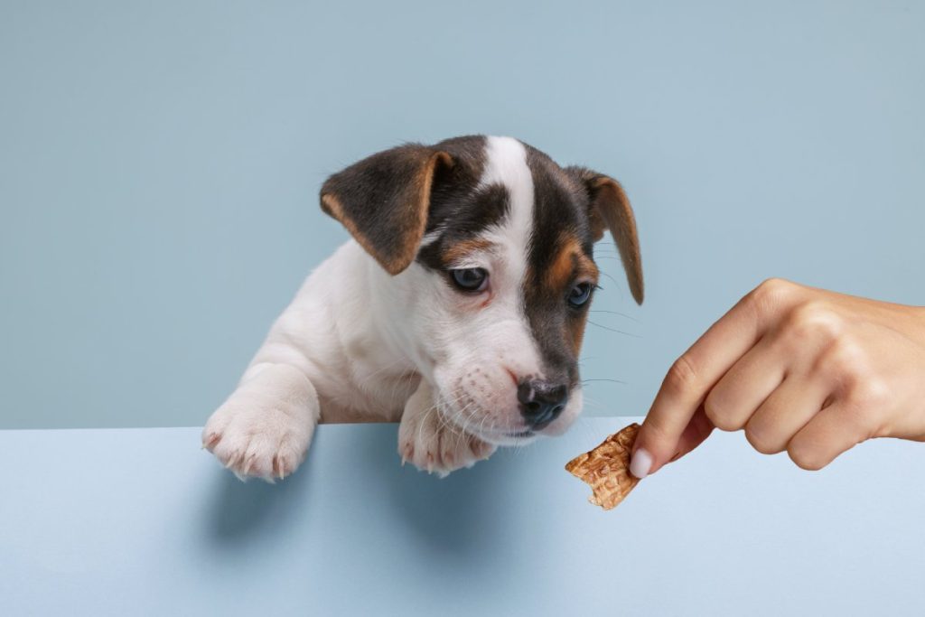 éducation bienveillante avec des friandises pour son chiot
