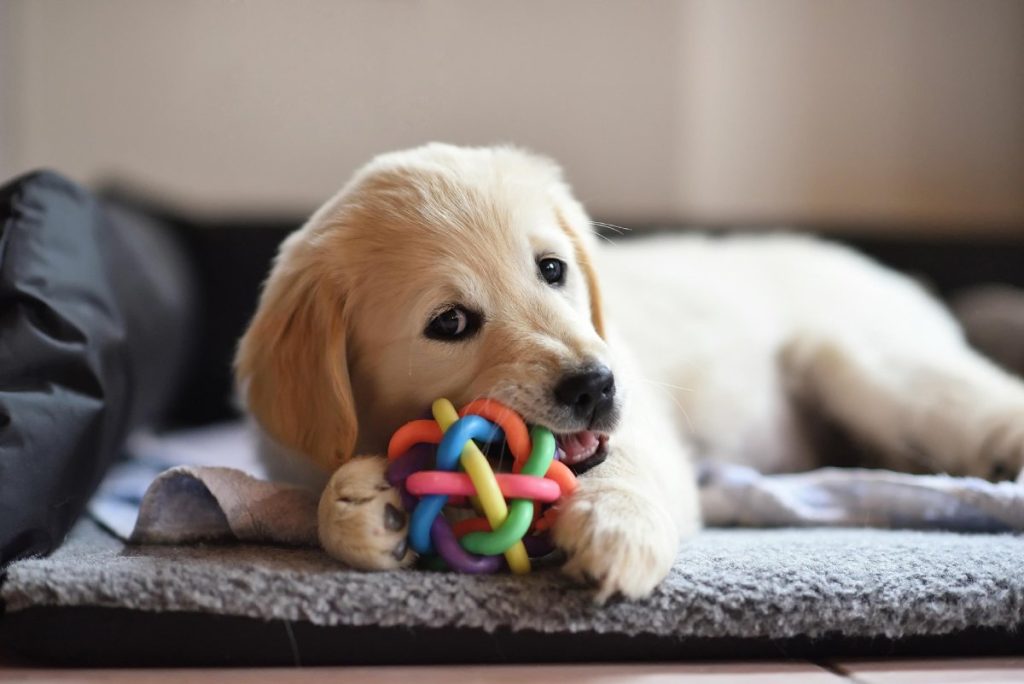 chiot-golden-retriever
