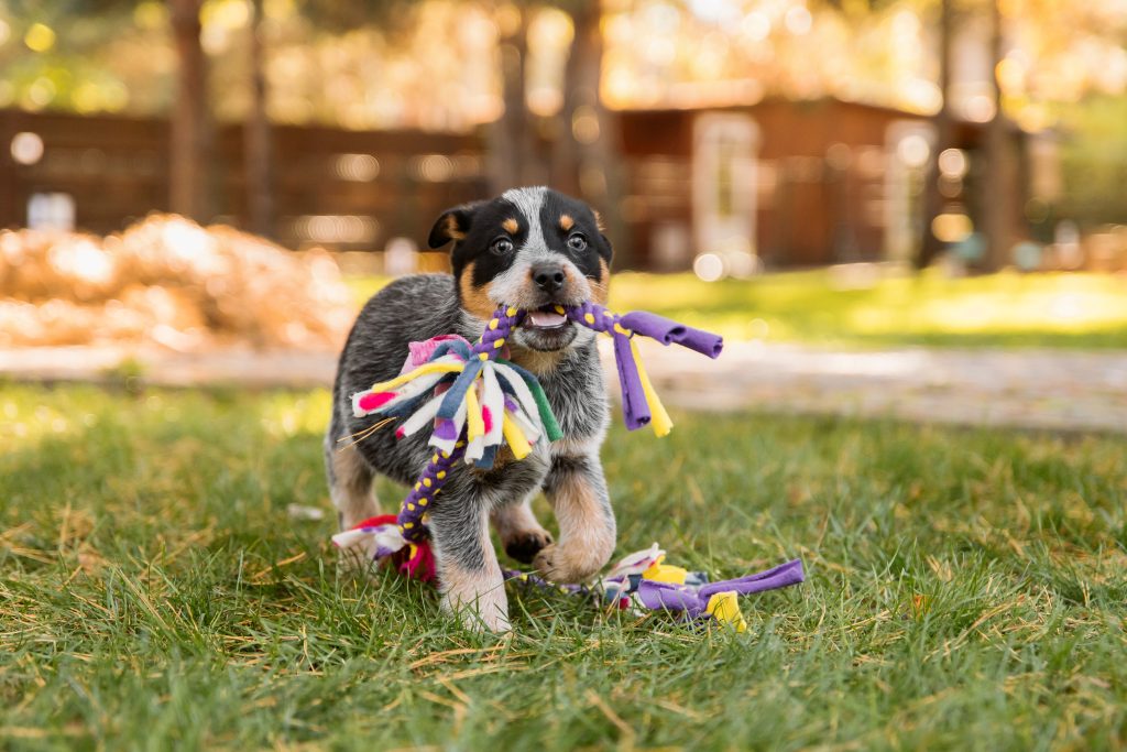 chiot avec un jouet
