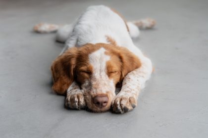 combien de temps dort un chien