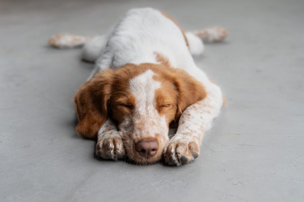 combien de temps dort un chien