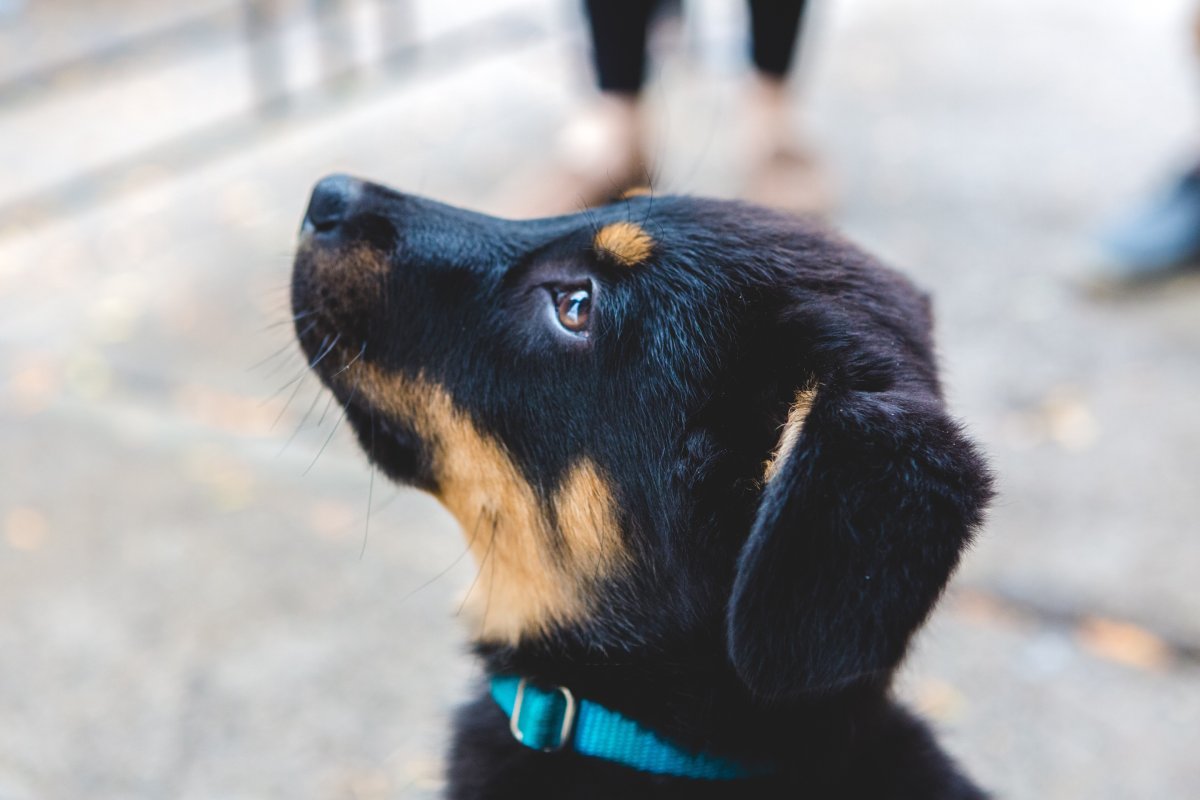 éducation d'un bébé chien
