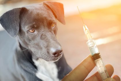 faire vacciner son chien