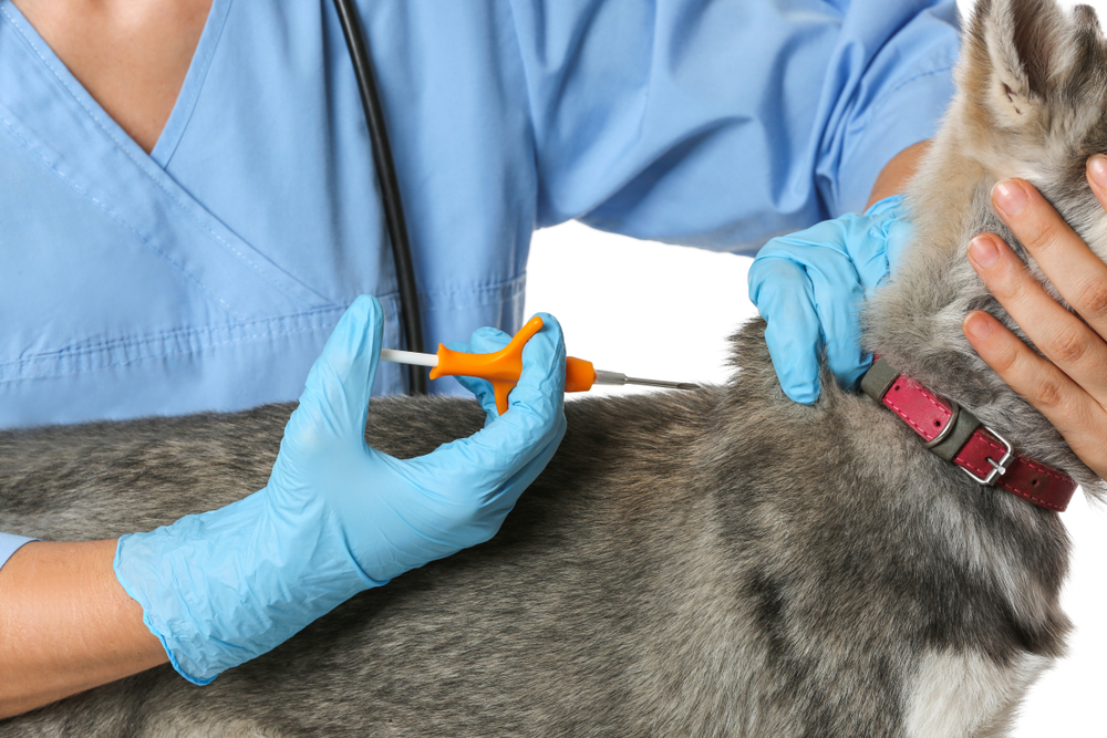 identification ICAD chien