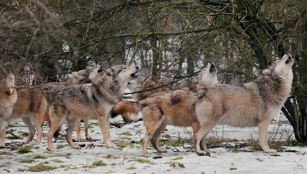 meute de loups qui hurlent