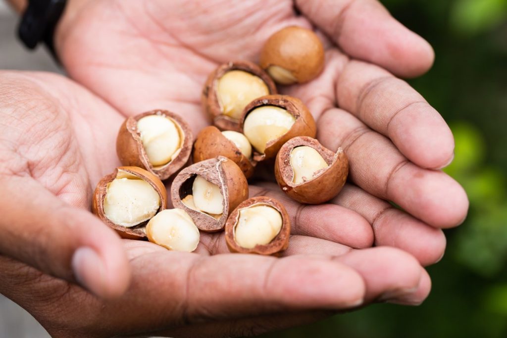 macadamia-noix-toxique-chien