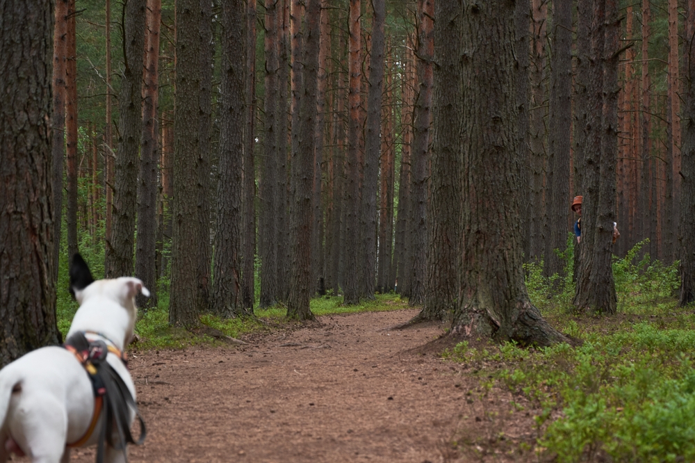 chien cherche une personne mantrailing