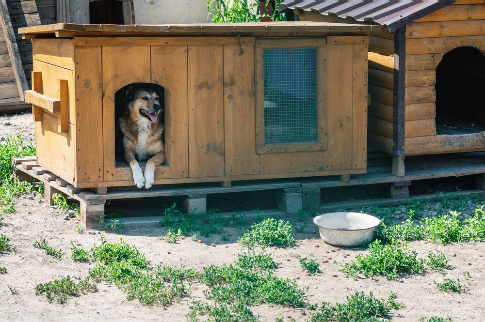 pension pour chien box