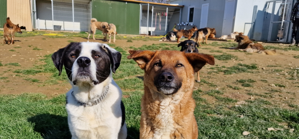 parc de détente pension pour chiens
