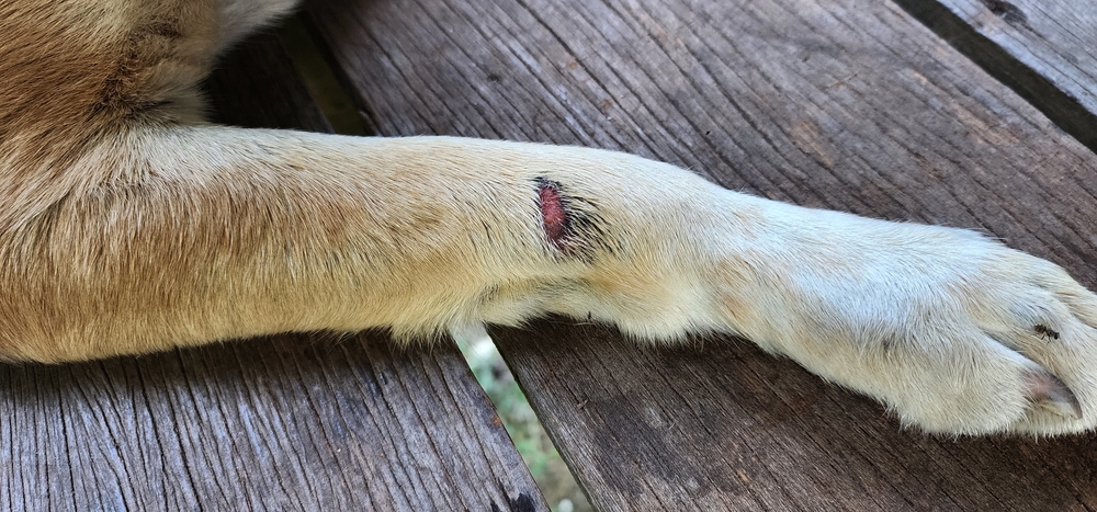 plaie de léchage chien