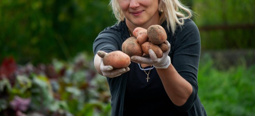 pomme-de-terre-crue-toxique-chien
