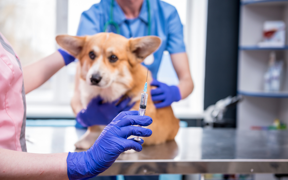 rappel vaccination du chien
