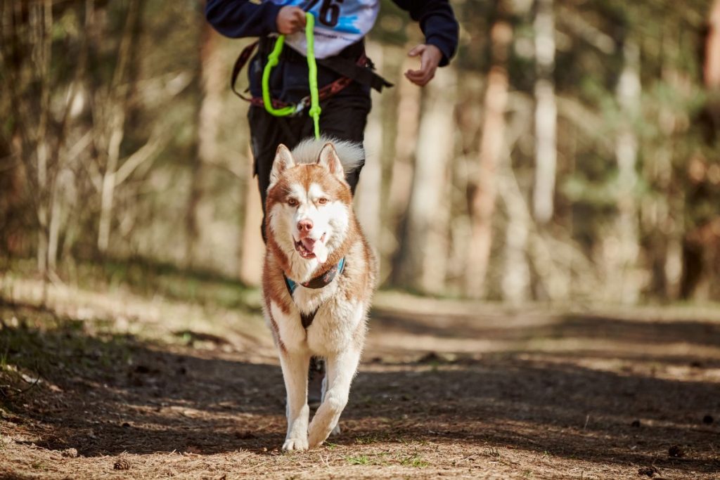running-siberian-husky