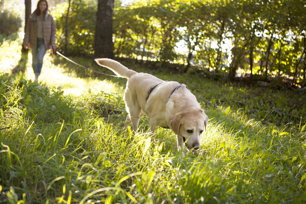 chien suit piste olfactive
