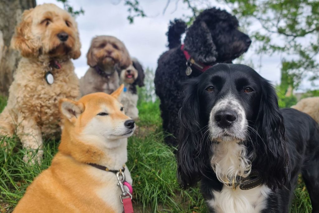 Groupe de chiens assis dans l'herbe