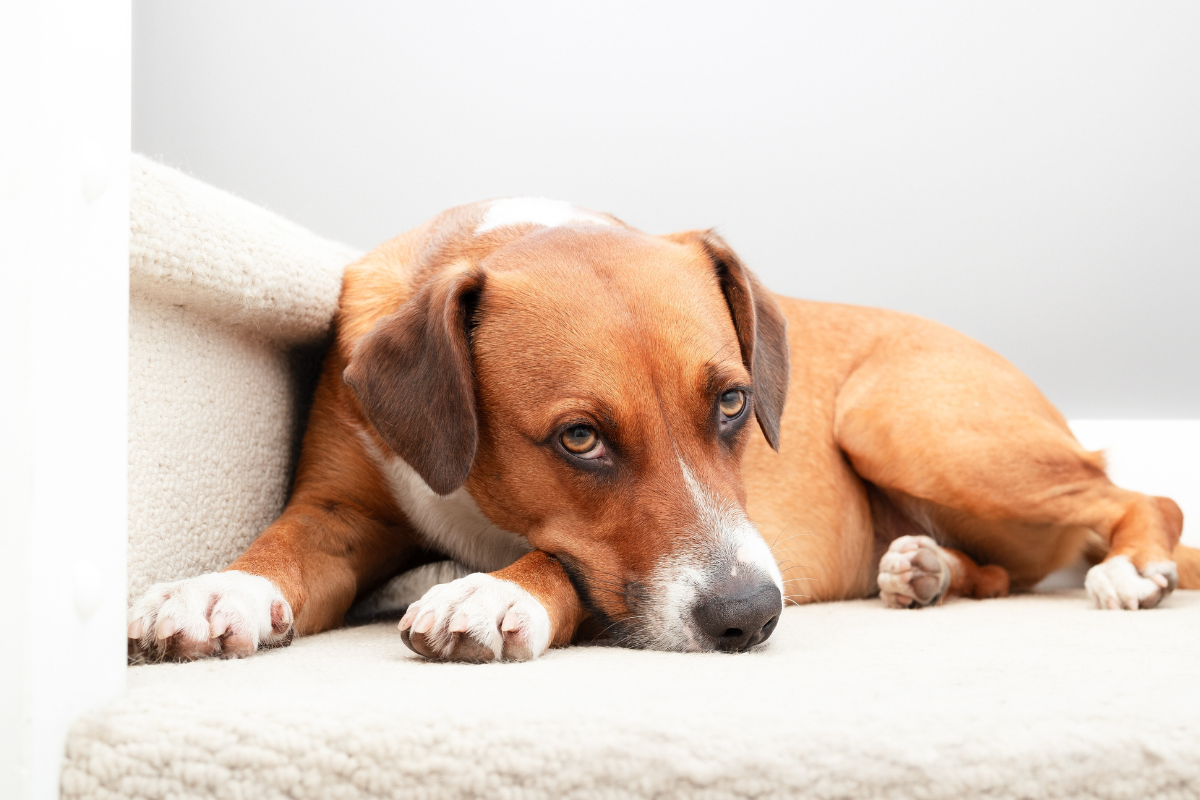chien triste sur canapé