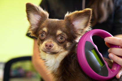vétérinaire qui examine la puce électronique d'un chien