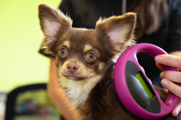 vétérinaire qui examine la puce électronique d'un chien