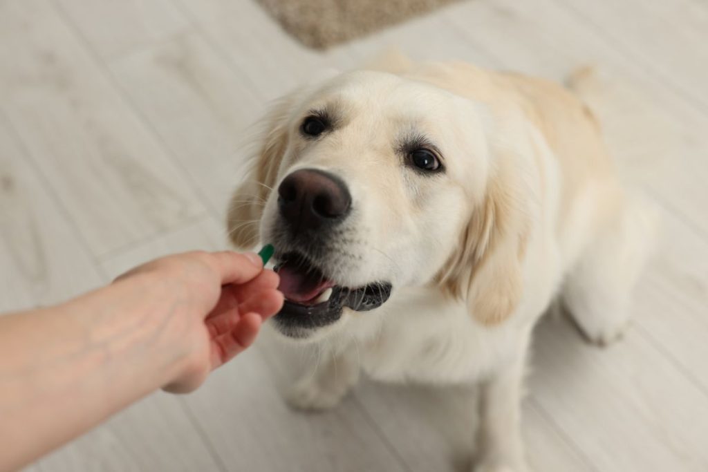 Une main tend un comprimé à un chien golden retriever 