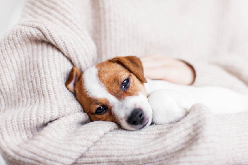 Chiot jack russel dans les bras, regard malade