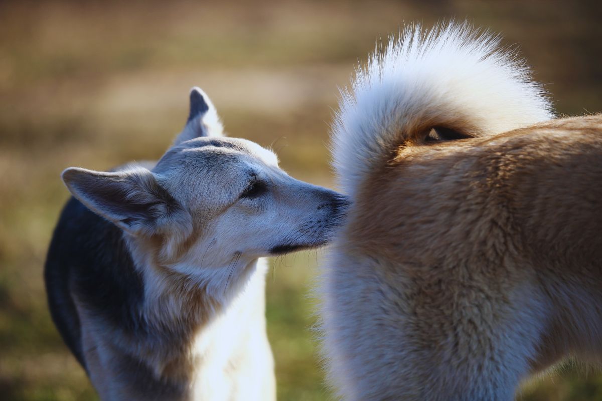 chien_renifle_fesses_autre_chien
