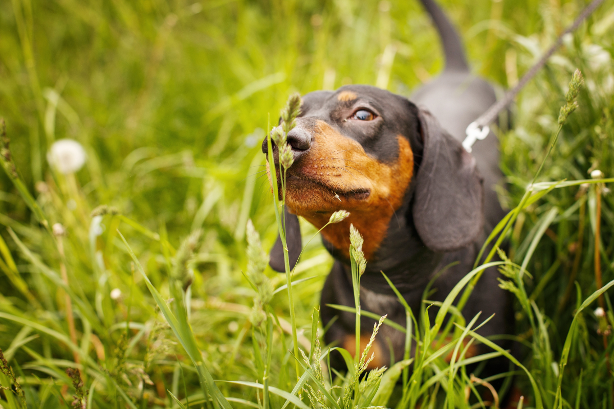 chien_teckel_dans_herbe_haute_renifle_tige