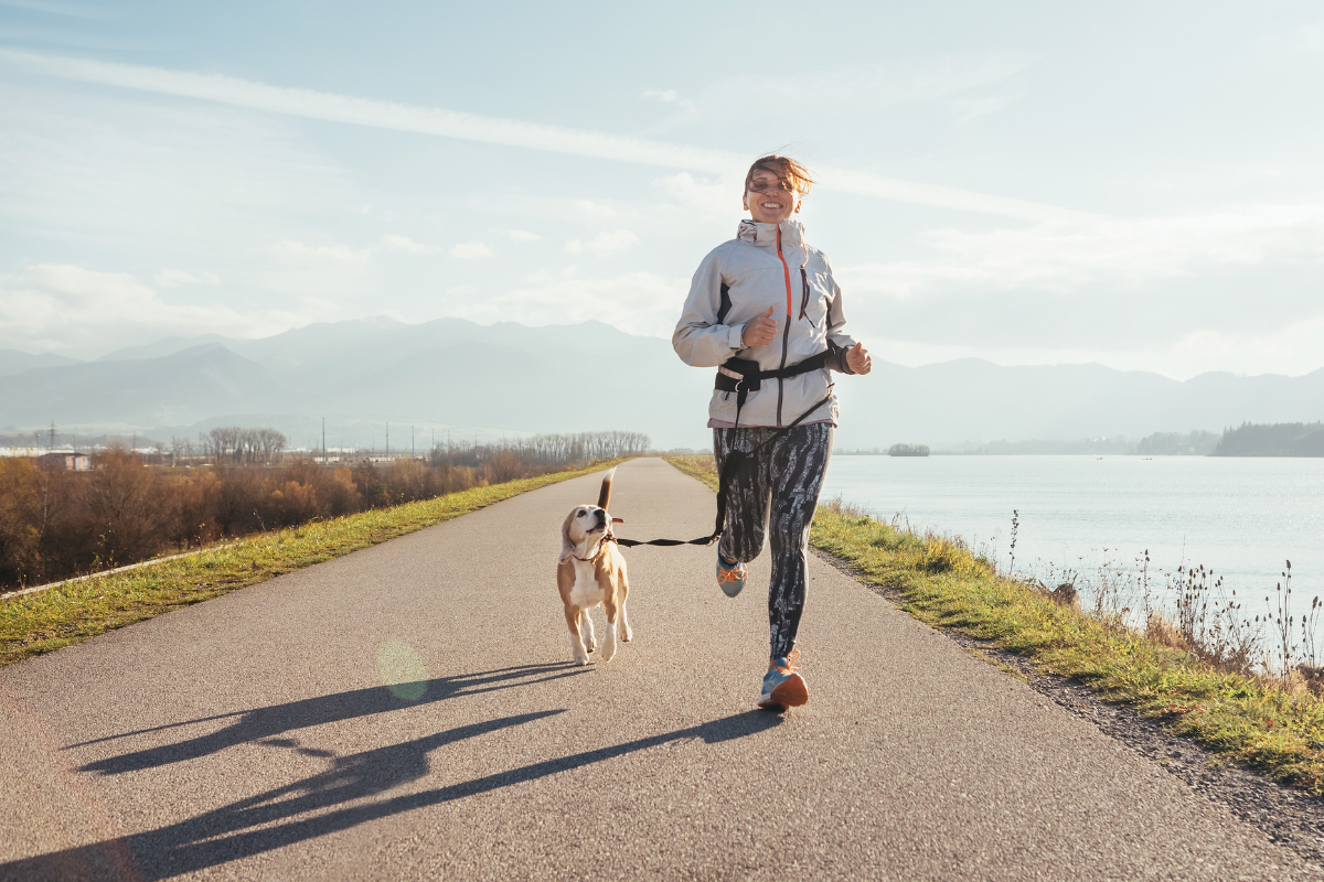 Une femme court avec son chien beagle accroché à elle par un baudrier de canicross